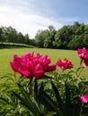 Red flower Ring on garden backgound