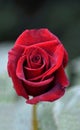 red flower rose beautiful velvet