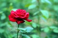 Red flower Rose in garden