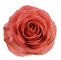 Red flower rose on white isolated background with clipping path. no shadows. Closeup. For design. Royalty Free Stock Photo