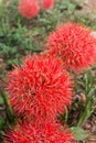 red,flower,round,nature,yellow,Blood lily,Blood flower,Paint brush,Amaryllidaceae,Haemanthus multiflorus Martyn,