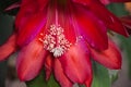 Red Cactus Flower Macro 1 Royalty Free Stock Photo