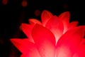 Red flower shaped lantern isolated on black Royalty Free Stock Photo