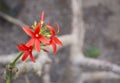 Red flower shrub Jatropha macrantha