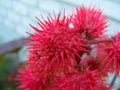 A red flower similar to a cell of Coronavirus Coronaviridae