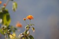 Red flower with sky background