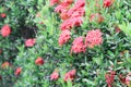 Red flower spike beautiful on the tree Rubiaceae Ixora coccinea Royalty Free Stock Photo