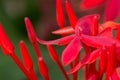 Red flower spike, Ixora coccinea Royalty Free Stock Photo