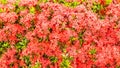 Red flower spike, Rubiaceae flower, Ixora coccinea background Royalty Free Stock Photo