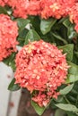Red flower spike, Rubiaceae flower, Ixora coccinea. Royalty Free Stock Photo