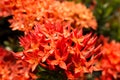 Red flower spike, Rubiaceae flower, Ixora coccinea Royalty Free Stock Photo