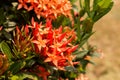 Red flower spike, Rubiaceae flower, Ixora coccinea Royalty Free Stock Photo