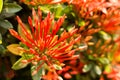 Red flower spike, Rubiaceae flower, Ixora coccinea Royalty Free Stock Photo