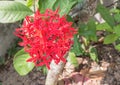 Red flower spike, Rubiaceae flower, Ixora coccinea Royalty Free Stock Photo