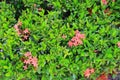 red flower spike Rubiaceae Ixora coccinea for background Royalty Free Stock Photo