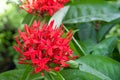 Red flower spike, Rubiaceae flower, Ixora coccinea It is a flowering shrub native to Southern India and Sri Lanka. Select focus Royalty Free Stock Photo