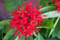 Red flower spike, Rubiaceae flower, Ixora coccinea It is a flowering shrub native to Southern India and Sri Lanka. Select focus Royalty Free Stock Photo