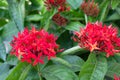 Red flower spike, Rubiaceae flower, Ixora coccinea It is a flowering shrub native to Southern India and Sri Lanka. Select focus Royalty Free Stock Photo