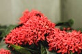 Red flower spike Rubiaceae Ixora coccinea Royalty Free Stock Photo