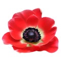 Red flower spring blossom Royalty Free Stock Photo