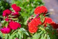 red flower on spring