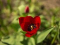 Red flower in the spring time sunny day beauty Royalty Free Stock Photo