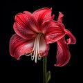 Symmetrical Asymmetry: Hyperrealistic Wildlife Portrait Of A Red Lily
