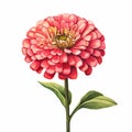 Hyperrealistic Red Zinnia Flower Illustration On White Background Royalty Free Stock Photo