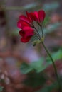 a red flower on the stem of a plant in the woods