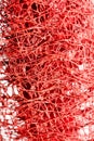 Red flower strange tropical blossom fruit macro background fifty megapixels prints