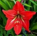 Red flower of striped barbados lily, Hippeastrum striatum Royalty Free Stock Photo