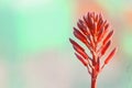 Red flower from a succulent plant