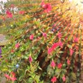 Red flower sun rays hanging vibrant color and blur background