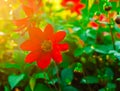 Red flower suni Royalty Free Stock Photo