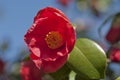 Red flower