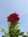 Red Flower Sunrise Dslr