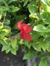 Red Flower Sunrise Dslr