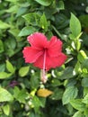 Red Flower Sunrise Dslr