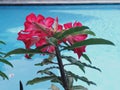 Red flower in swiming pool