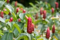 Red flower From Thailand country Asia