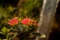 Red flower at Thean Hou Temple at Kuala Lumpur Malaysia Royalty Free Stock Photo