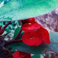 A red euphorbia milii flower