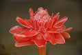 Red flower toech ginger (Etlingera elatior) Royalty Free Stock Photo