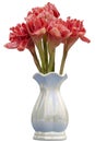 Red flower of Torch Ginger, Etlingera elatior, Phaeomeria magnifica or Nicolaia elatior in white vase isolated on white background