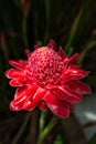 Red flower torch ginger Etlingera elatior