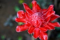 Red flower torch ginger