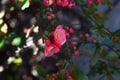 Red flower on the tree on the bank of the river macro shot Royalty Free Stock Photo