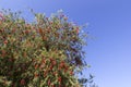 Red flower tree Royalty Free Stock Photo