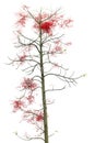 Red flower Tree Royalty Free Stock Photo