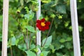 Red flower on trellises